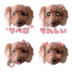 Toy Poodle Libero Emoji