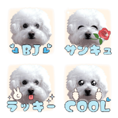 Bichon Frize B-chan Emoji
