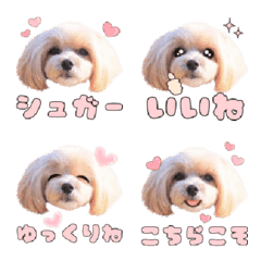 Maltipoo Sugar Emoji