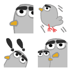 Grey pigeon