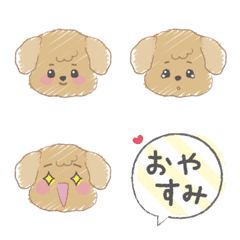 Toy poodle with the Beige color