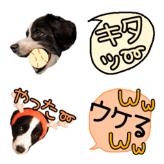 Border Collie dog Emoji photo