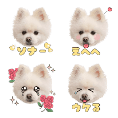 Pomeranian Sonar Emoji