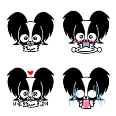 パピヨンの白黒ちゃん