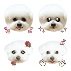 Bichon Frize Yuzu & Nono Emoji