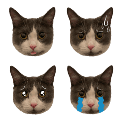 emoji kucing