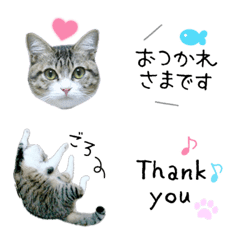 Emoji de gato real