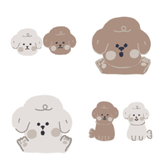 Poodle dog