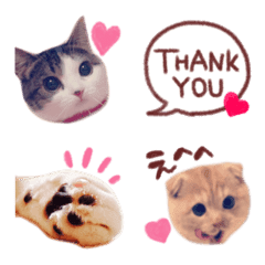Lovely & Pretty Cats Emoji