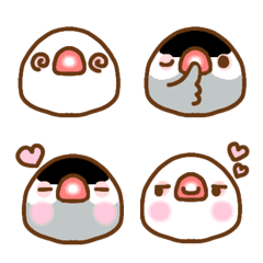 Daifuku Java sparrow mood 2