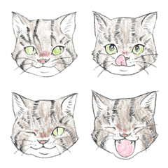 Expressive tabby cat