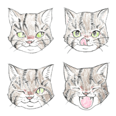 Expressive tabby cat