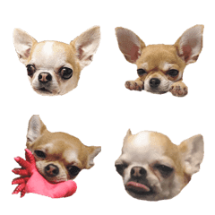 FunnyChihuahua2