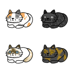 貓咪種類系列