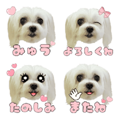 Maltese Myu Emoji