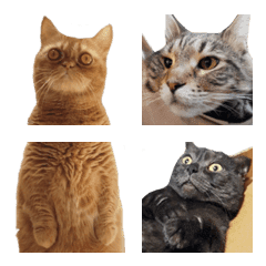 Nihao,mao - Cats daily Emoji