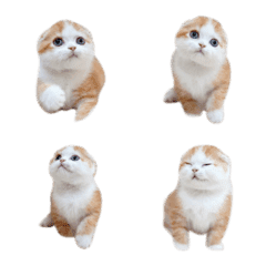 Nong Khumthong, a cute kitten_Emoji