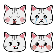 cat cute cute