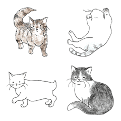 cute various cats