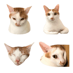 Bogi