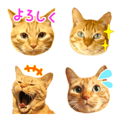 Red tabby cat emoji 2