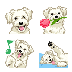 Jack Russell Terrier(cão)-áspero/branco