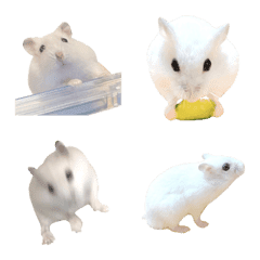 Pearl white hamster