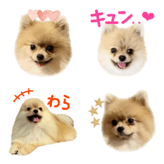 Pomeranian COCOA's Emoji3