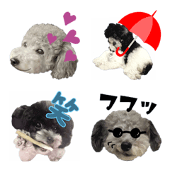 Toy poodle family3