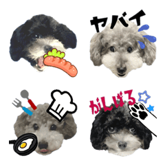 Toy poodle family4.leon&matilda