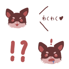 Expressive Chihuahua 2 Choco