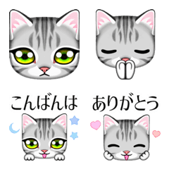 American shorthair and the character