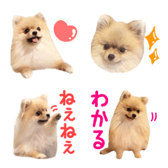 Pomeranian COCOA's Emoji4