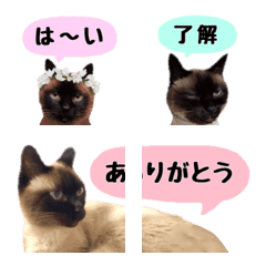 DAN-chan Emoji4