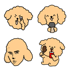 Loose toy poodle (apricot)
