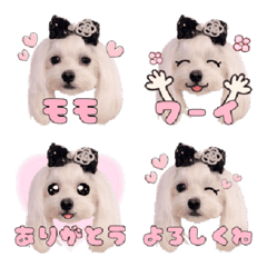 Maltipoo Momos Emoji