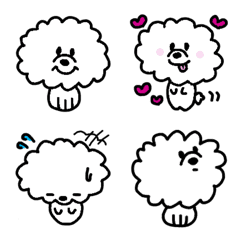 Small and fluffy Bichon Frize
