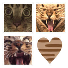 ドアップキジトラ猫「D」絵文字