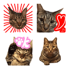 キジトラD 猫写真　絵文字