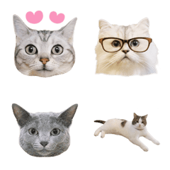 Cat emoji 2(Animation Photo)