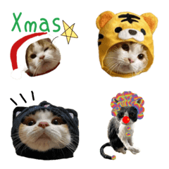 猫　　正月　Merry Xmas