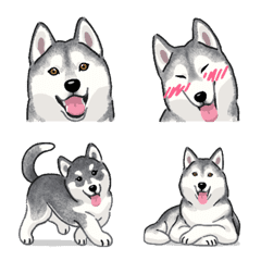 Husky Siberiano (cão)