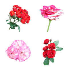 薔薇(バラ)の花の絵文字40個セット　ver.1