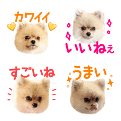 Pomeranian COCOA's Emoji5