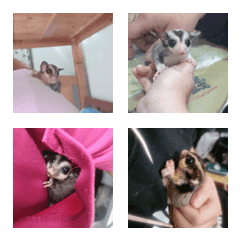 Honey Glider