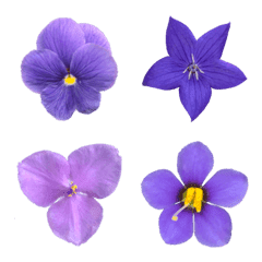 Purple and Violet Flowers