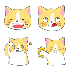 orange cute cat