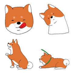 Shibainu san