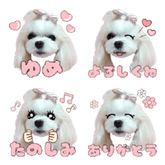 Maltese Yume Emoji