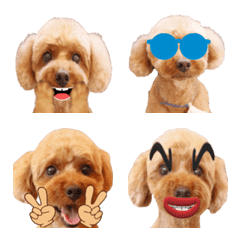 Moving, toy poodle pan-chan Emoji